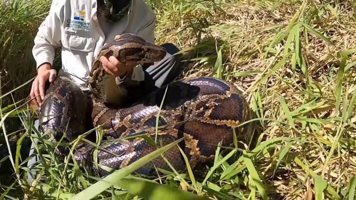 Penampakan Ular Piton Terbesar dengan Berat 98 Kg di Florida AS