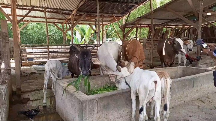 Dinkes Jateng Mulai Distribusikan 75.500 Dosis Vaksin PMK ke 35 Kabupaten/Kota