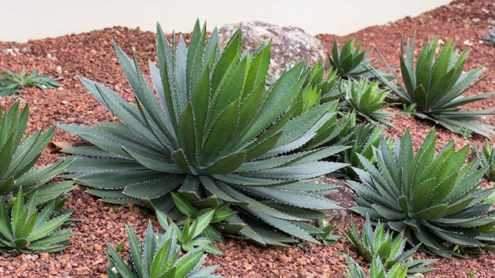 Manfaat Tanaman Agave, Obati Depresi hingga Sehatkan Jantung