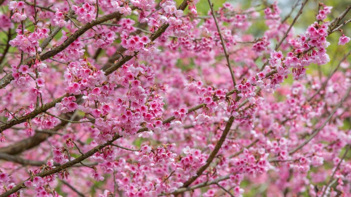 Manfaat Bunga Cherry Blossom untuk Wajah Cantik Merona