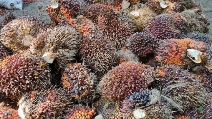 Harga TBS Sawit di Riau Anjlok, Rp900 per Kilogram