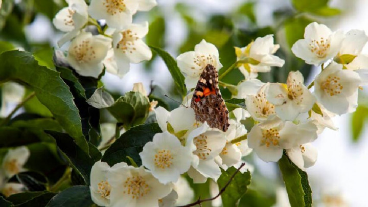 Kerap Dianggap Bunga Misktik, Melati Bermanfaat untuk Kecantikan
