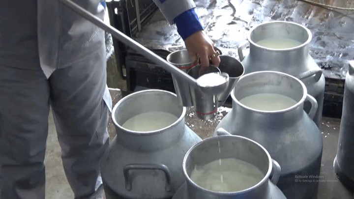 Imbas PMK, Produksi Susu di Bandung Turun Drastis
