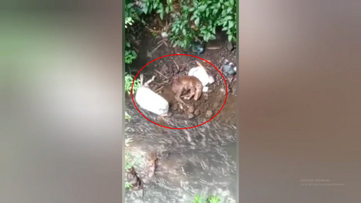Diduga Terpapar PMK, 2 Ekor Sapi Sengaja Dibuang di Pinggir Sungai