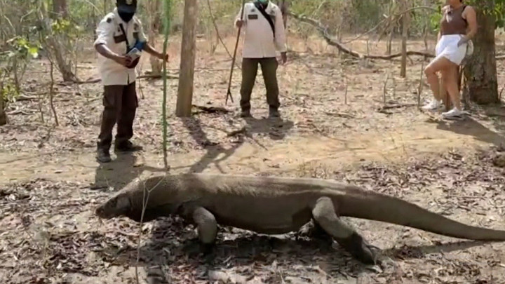 Mulai 1 Agustus, Tiket Masuk Taman Nasional Komodo NTT Dipatok Rp3.700.000