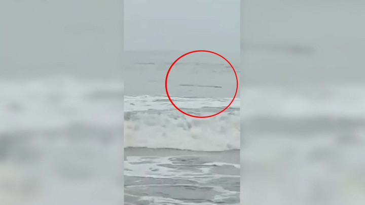 Viral! Penampakan Buaya di Pantai Anyer