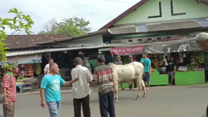 Hendak Disembelih, Sapi di Gunung Kidul Lepas Berlarian ke Pasar