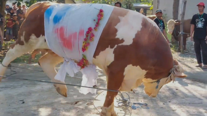Sapi Kurban di Lamongan Ngamuk Saat Hendak Disembelih