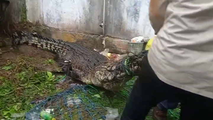 Menegangkan, Evakuasi Buaya 3,6 Meter di Belakang Rumah Warga