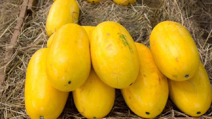 Kerap Dicari saat Ramadan, Ini Manfaat Buah Timun Suri