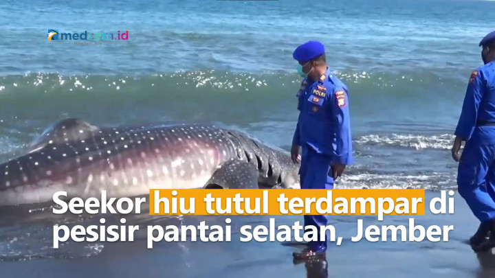 Hiu Tutul Seberat 1,5 Ton Ditemukan Mati di Pantai Selatan