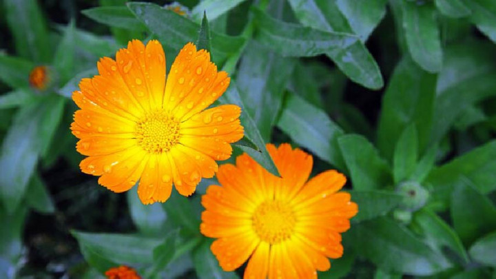 Menyehatkan! 5 Manfaat Calendula untuk Kesehatan Kulit