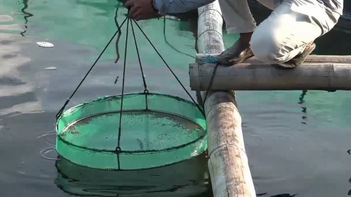 Limbah Hitam Cemari Pesisir Timur Lampung, Petambak Udang Terancam Rugi hingga Ratusan Juta