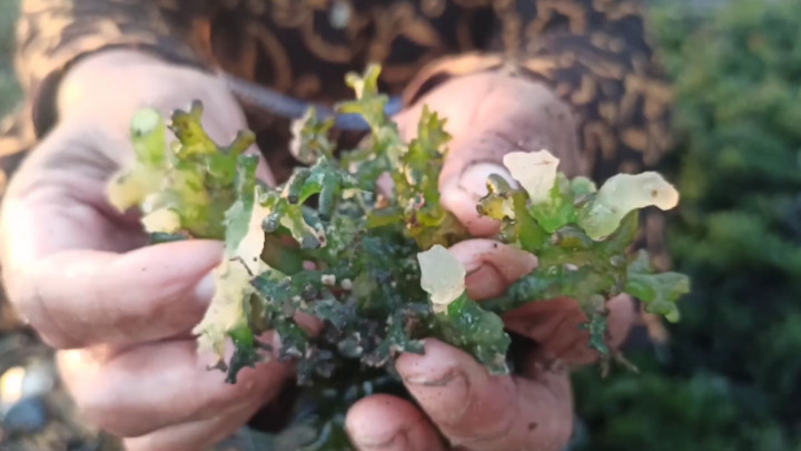 Terserang Hama, Petani Rumput Laut di Takalar Sulsel Merugi