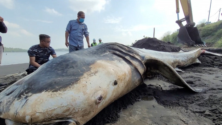 Akibat Luka Perburuan, Seekor Hiu Tutul Ditemukan Mati Terdampar