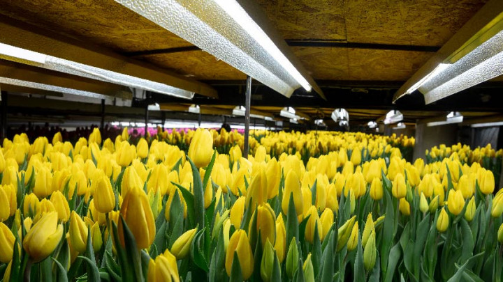 Jarang Disadari, 7 Manfaat Kesehatan dari Bunga Tulip