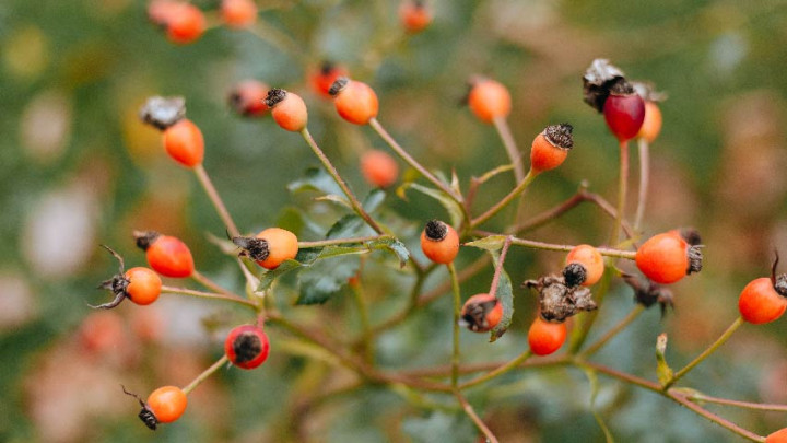 Perawatan Kulit Sehat dengan Rosehip Oil