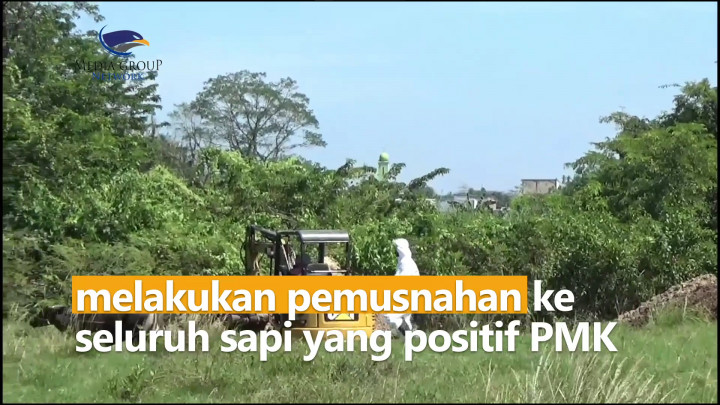 Cegah Penyebaran, Dinas Peternakan dan Kesehatan Musnahkan Sapi Terjangkit PMK