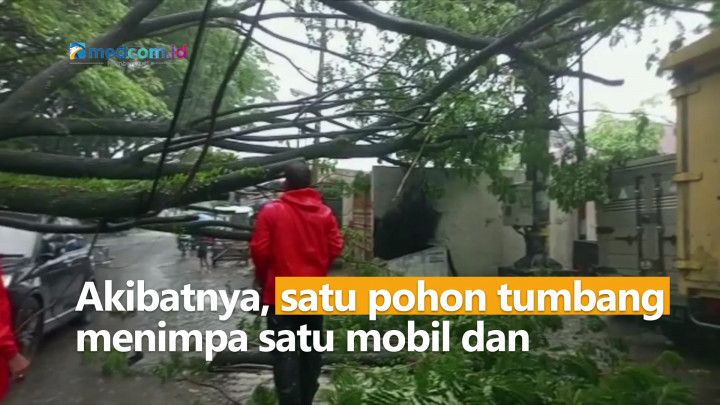 Dilanda Hujan Deras, Sebuah Pohon Tumbang Timpa Mobil