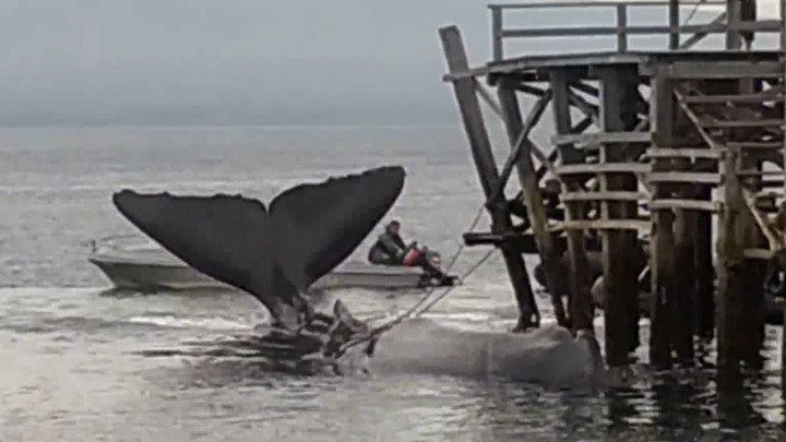 Gagal Dievakuasi, Seekor Paus Sperma Mati di Pesisir Banyuwangi