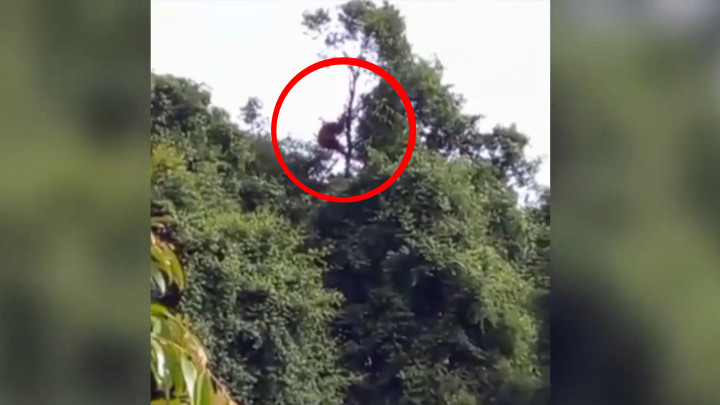 Kemunculan 3 Orangutan di Permukiman Resahkan Warga