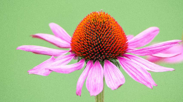Ragam Khasiat Echinacea, Mengobati Pilek Hingga Masalah Kulit