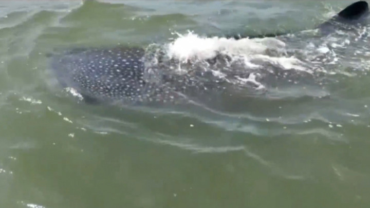 Kawanan Hiu Tutul Muncul Diperairan di Perairan Pasuruan