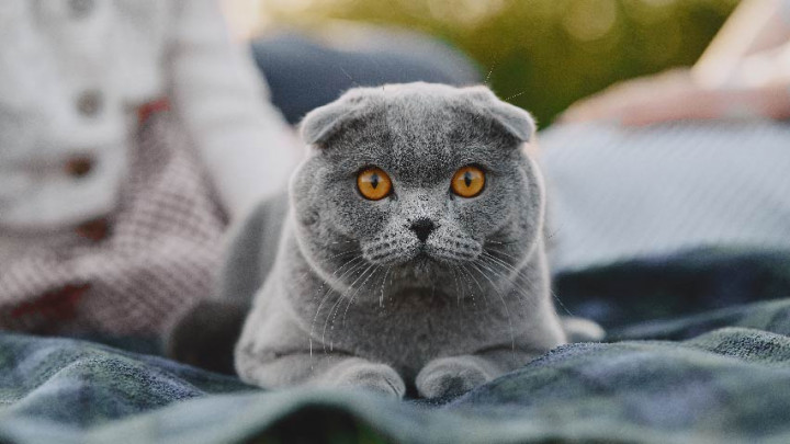 Tak Perlu Panik, Begini Tips Merawat Kucing Hamil