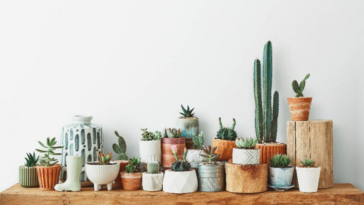 5 Tanaman Hias di Kamar yang Bermanfaat untuk Kesehatan