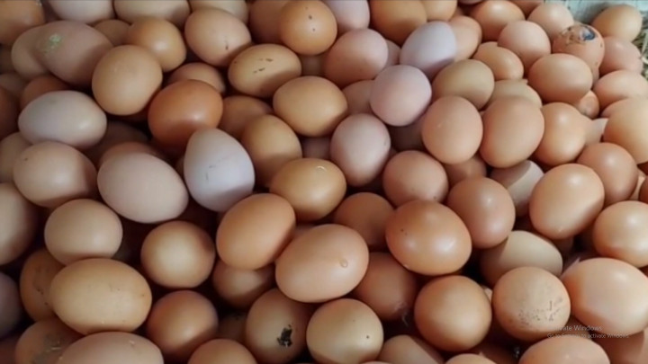 Jokowi Janji Harga Telur Turun dalam Dua Pekan