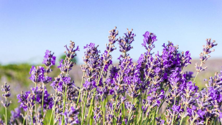 Menakjubkan! 4 Fakta Menarik Bunga Lavender