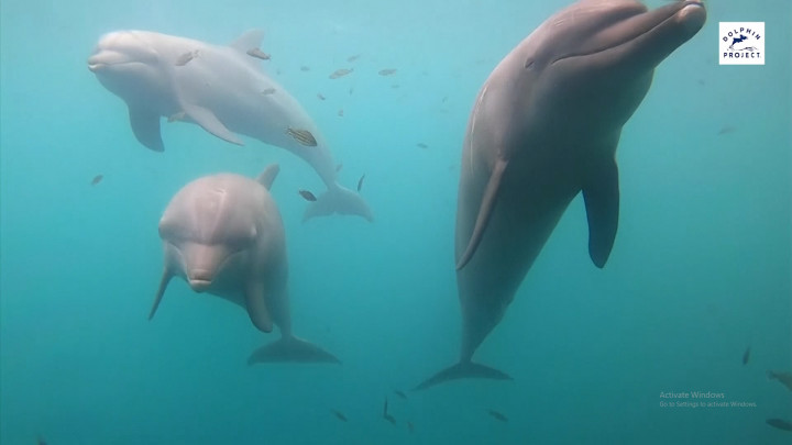 Usai 7 Tahun Jadi Hewan Sirkus, 3 Lumba-lumba Hidung Botol Dilepasliarkan di Bali