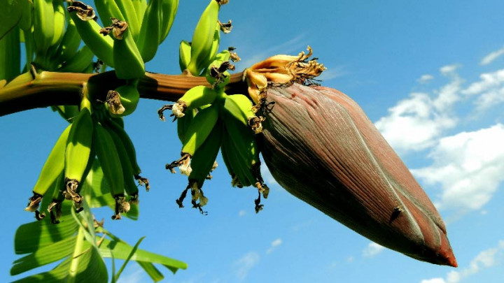 Tak Hanya Buahnya, Jantung Pisang Beri Khasiat Kesehatan