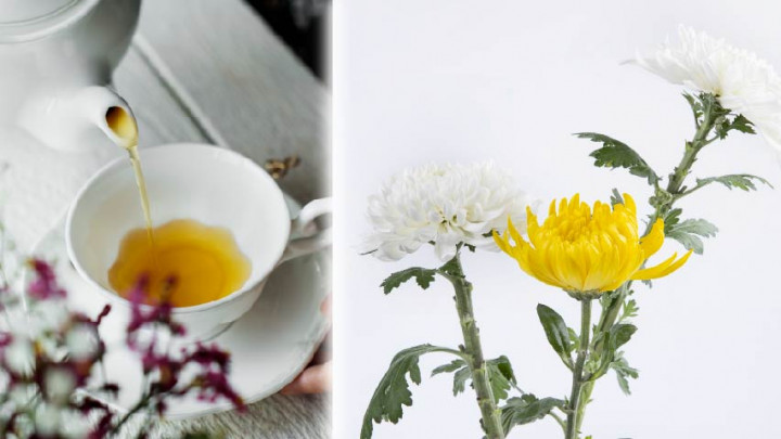 5 Kebaikan Alami Chrysanthemum, Obati Osteoporosis hingga Demam