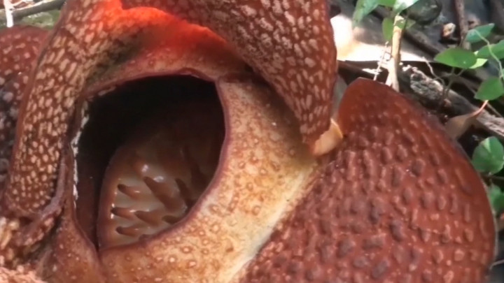 Momen Langka, Bunga Bangkai Rafflesia Arnoldi Mekar di Kebun Raya Bogor