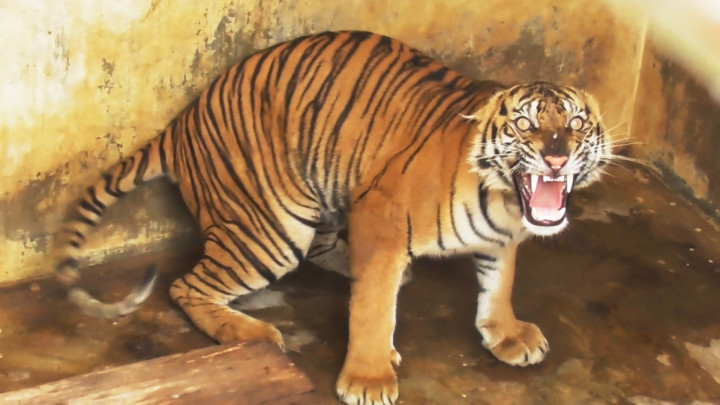Meresahkan, Harimau Sumatra Dipindahkan ke Pusat Rehabilitasi