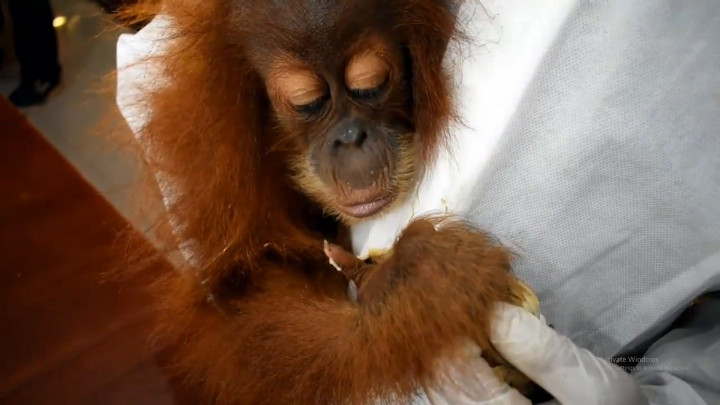Warga Tapanuli Selamatkan Bayi Orang Utan di Hutan