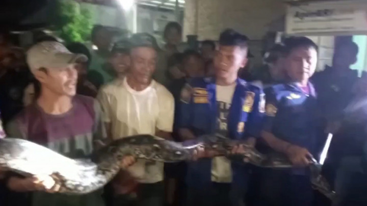 Warga Heboh Temukan Ular Piton Sepanjang 3,5 Meter di Permukiman