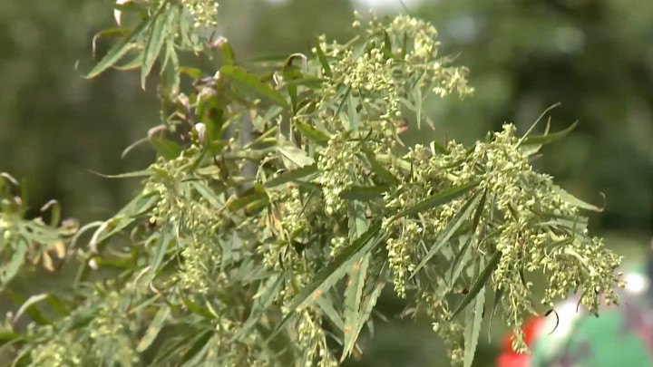 Komisi V DPRA Usulkan Legalisasi Ganja Medis Masuk Prioritas Prolegda 2023