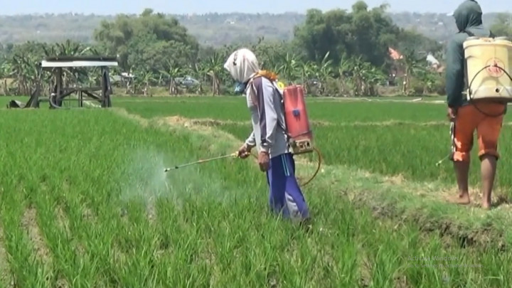 Langka, Petani di Tuban Mengaku Kesulitan Dapat Pupuk Bersubsidi