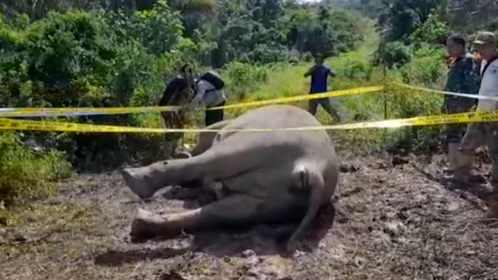 Seekor Gajah Betina Berusia 7 Tahun Mati di Aceh Timur, Apa Penyebabnya?