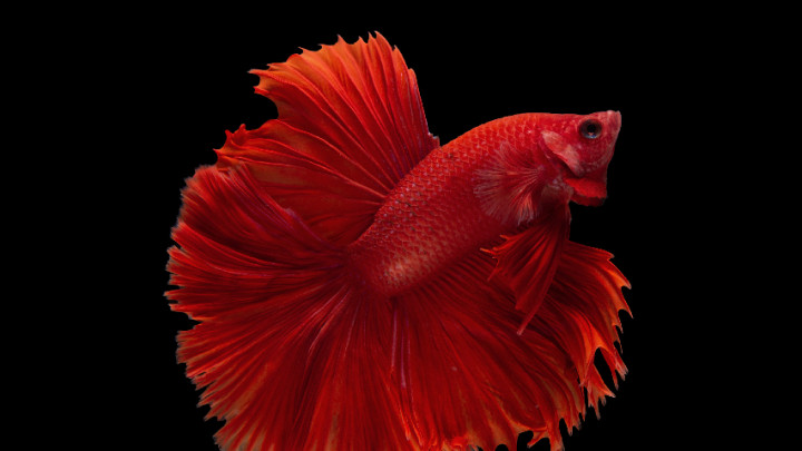 6 Tips Merawat Ikan Cupang Tumbuh Sehat, Dijamin Panjang Umur!