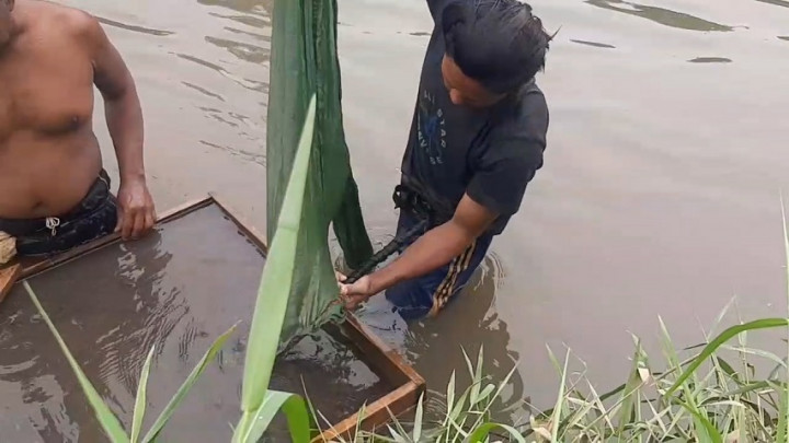 Raup Untung Jutaan Rupiah Dari Cacing Sutra