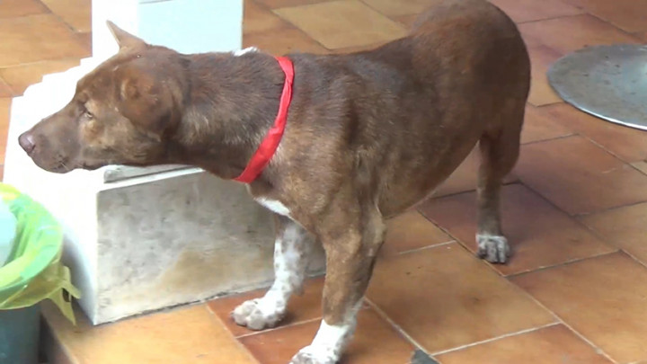 11 Orang Meninggal Akibat Kasus Rabies Yang Meningkat, Kementan Gencarkan Vaksinasi