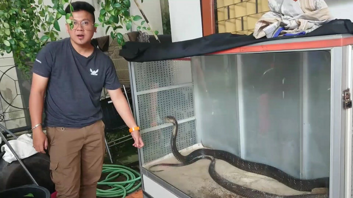 2 Ular King Cobra yang Tewaskan Pawangnya Dievakuasi ke Shelter Panji Petualang