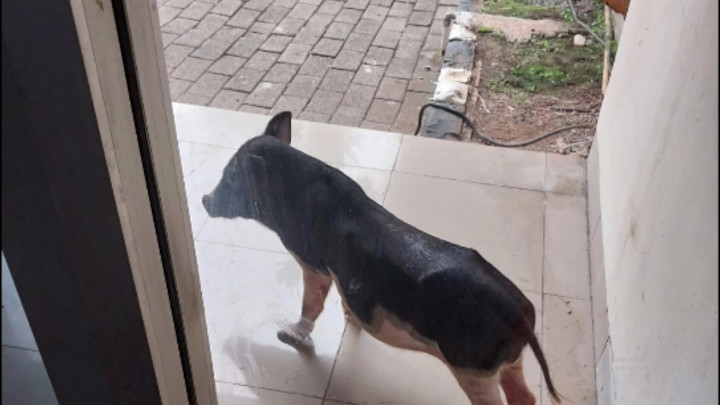 Geger! Seekor Babi Masuk Kantor Dinas Lingkungan Hidup DKI Jakarta