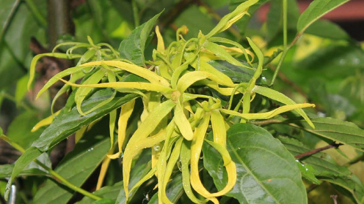 Ringankan Gejala Malaria hingga Asma, 6 Manfaat Bunga Kenanga Sayang Dilewatkan