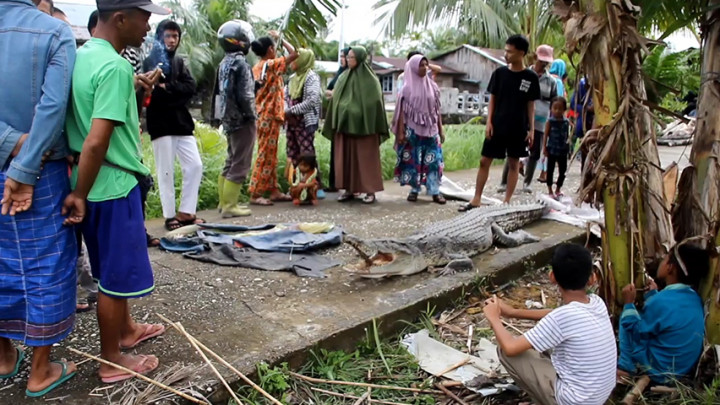 Warga Riau Tangkap Buaya Sepanjang 3 Meter Menggunakan Pancingan