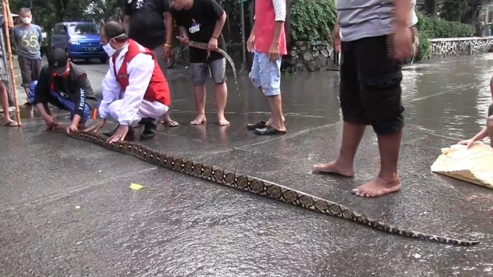 Ular Sanca Kembang Sepanjang 4 Meter Hebohkan Warga di Kemang Utara Saat Banjir