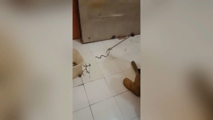 Ngeri! 6 Anak Ular Kobra Ditemukan di Bawah Kasur Warga Cisoka